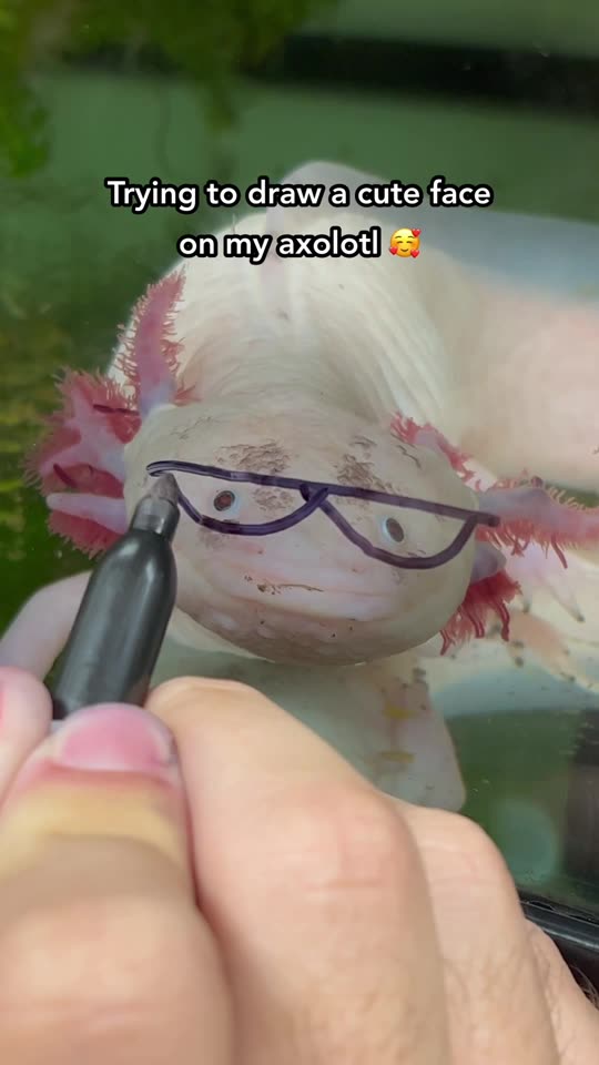Axolotl Planet TikTok video poster
