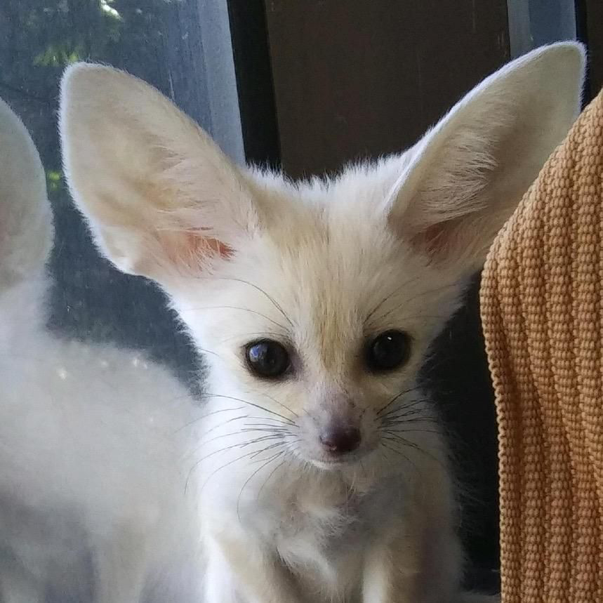 JoJo the Fox