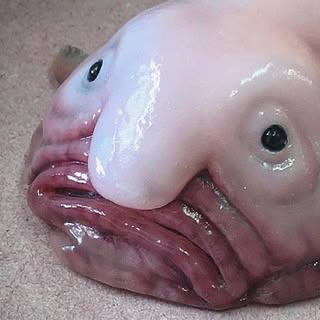 Snagfish